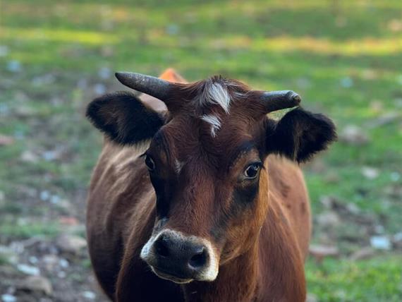 whatsapp image 2025-05-07 at 11.26.41.jpeg