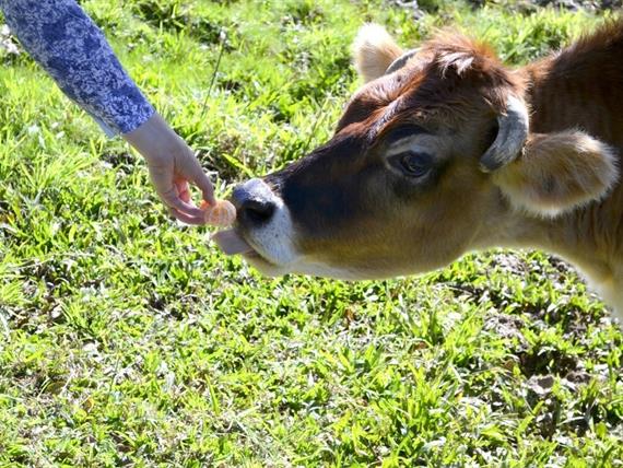 Propriedade Bangalos (8).jpg