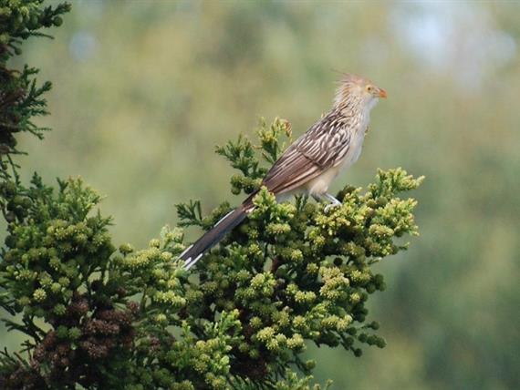 Propriedade Bangalos (32).jpg