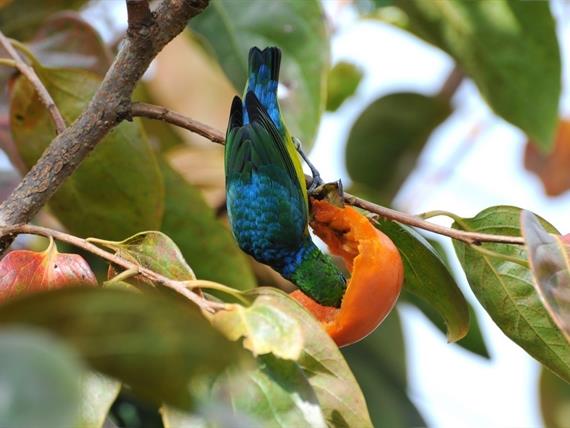 Propriedade Bangalos (38).jpg