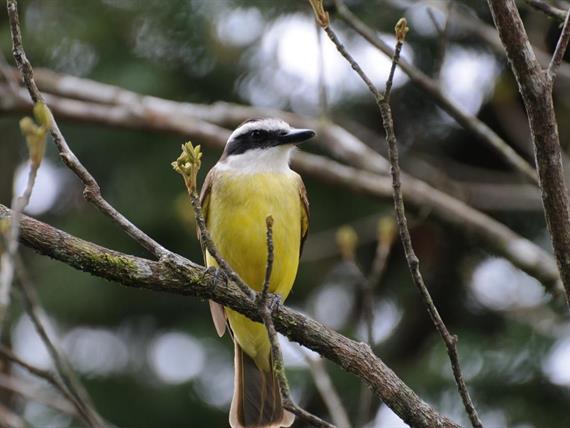 Propriedade Bangalos (53).jpg