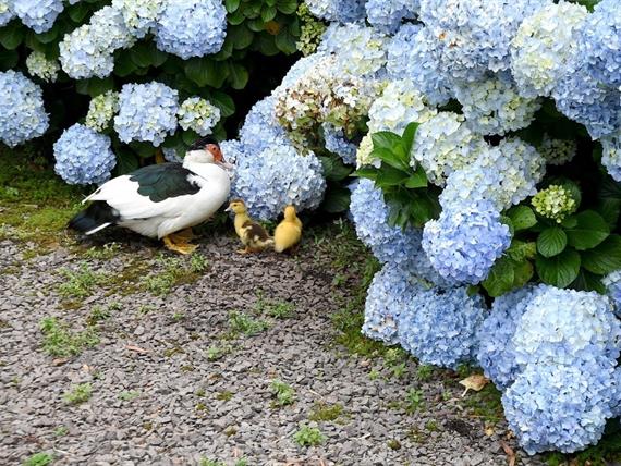 Propriedade Bangalos (87).jpg