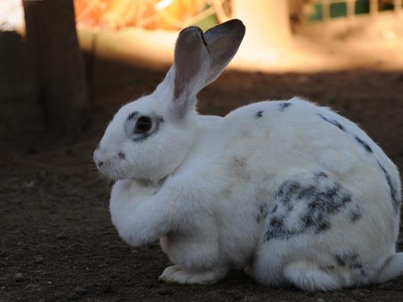 Propriedade Bangalos (100).jpg