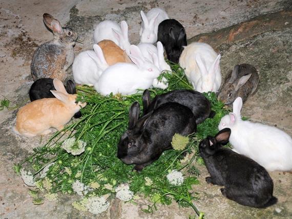 Propriedade Bangalos (115).jpg