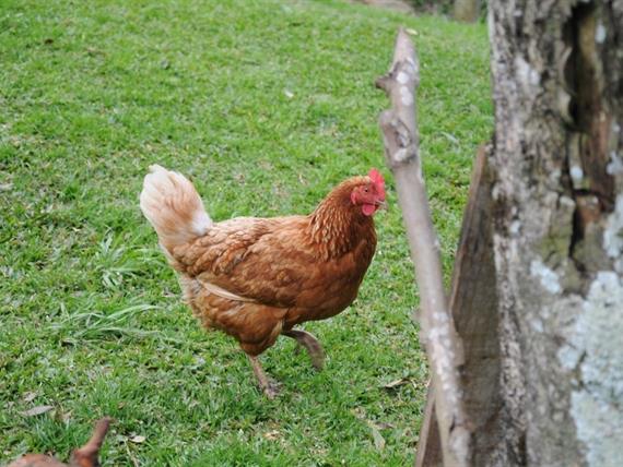 Propriedade Bangalos (129).jpg