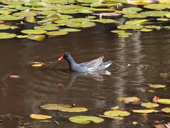 Propriedade Bangalos (130).jpg