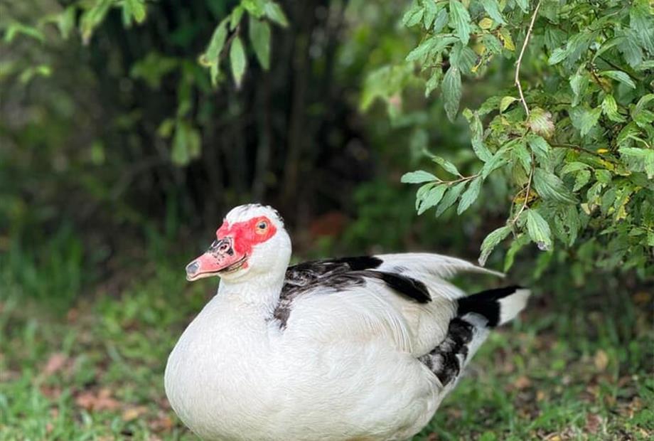 whatsapp image 2025-05-07 at 11.29.41 (2).jpeg