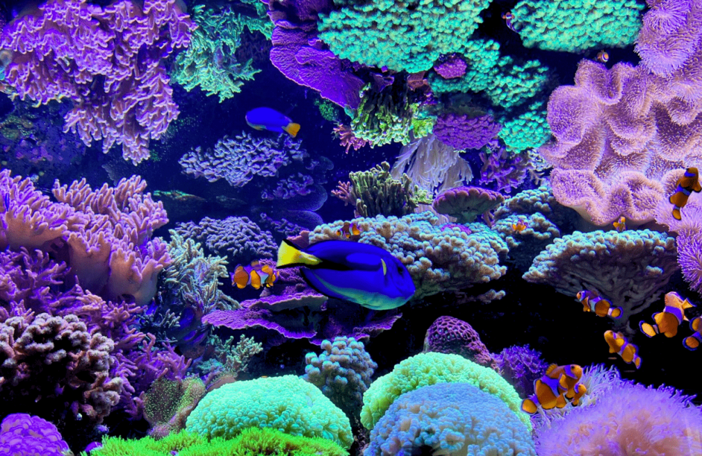 aquario 1.png