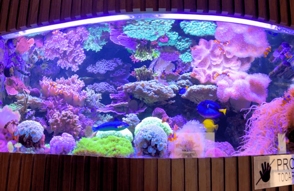 aquario 2.png