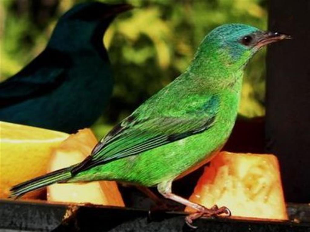 Pacotes Promocionais