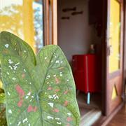 Suíte Standard Térrea 5