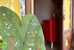 Suíte Standard Térrea 5