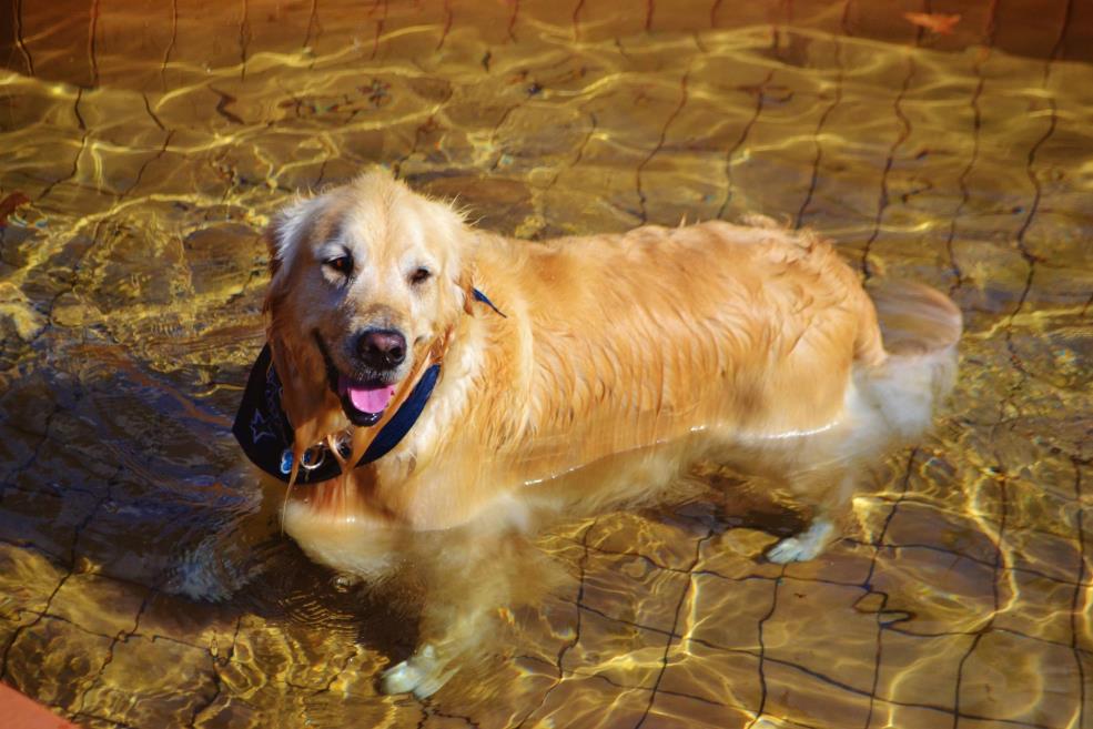 Pet Playground.jpg