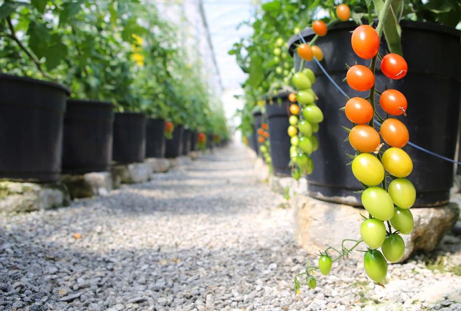 whatsapp image 2021-12-06 at 19.46.23(3).jpeg