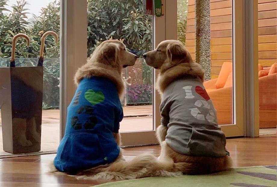 pet friendly -bob e marley  (2).jpg