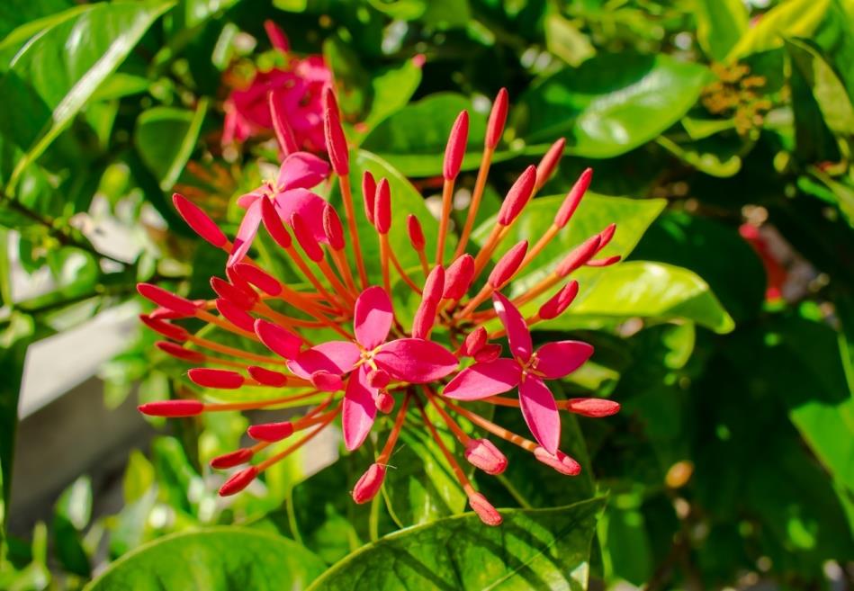 villageparaisotropical_jardim.jpg