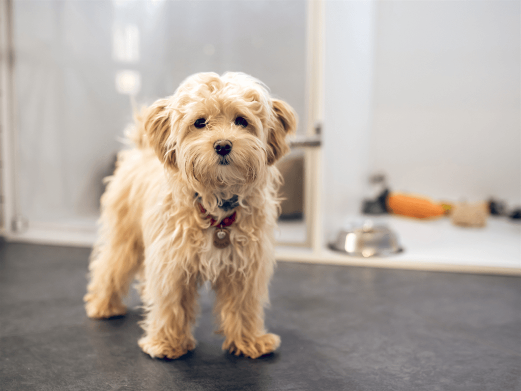 Pacote Experiências Pet Friendly Blue