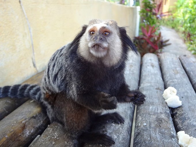 mico5.jpg