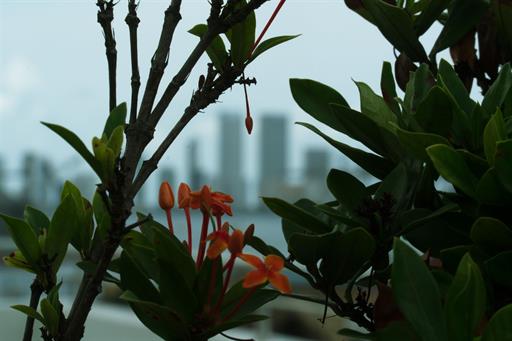 Vista flores-min.jpg