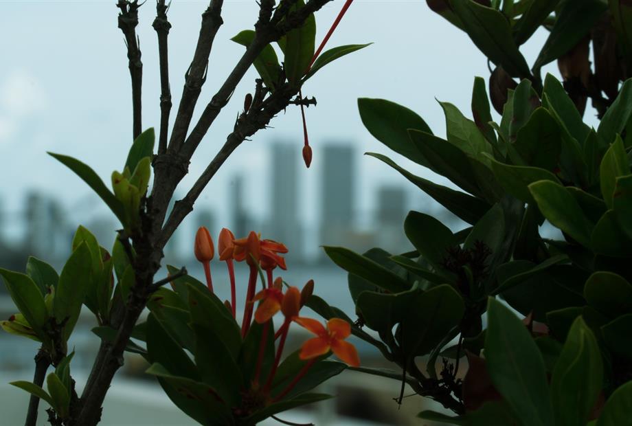 Vista flores-min.jpg