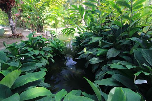 aquario natural 2.JPG