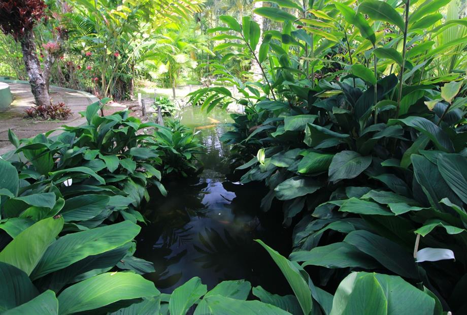 aquario natural 2.JPG