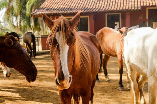 SETE LAGOS CAVALOS GERAL (12).JPG