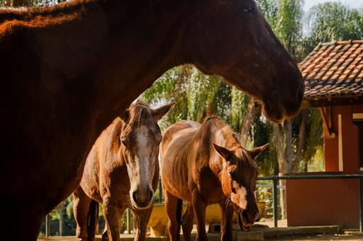 SETE LAGOS CAVALOS GERAL (24).JPG