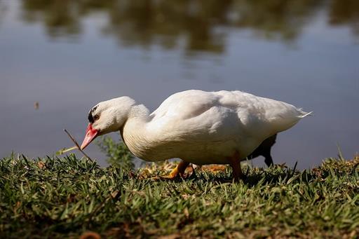 SETE LAGOS CAVALOS GERAL (1599).JPG