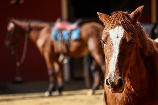 sete lagos cavalos geral (1634).jpg