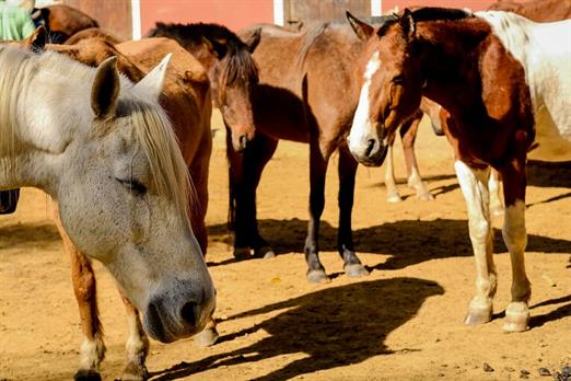 SETE LAGOS CAVALOS GERAL (820).JPG