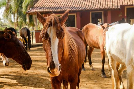 SETE LAGOS CAVALOS GERAL (12).JPG