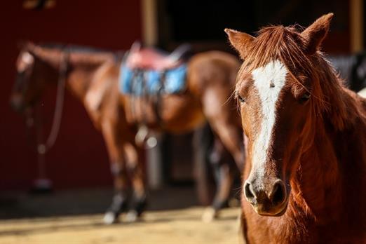 sete lagos cavalos geral (1634).jpg