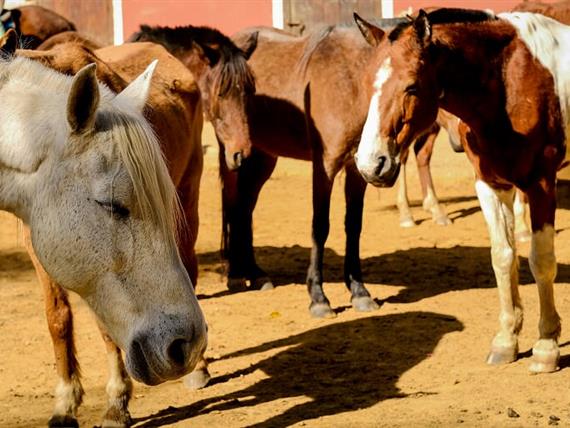 SETE LAGOS CAVALOS GERAL (820).JPG