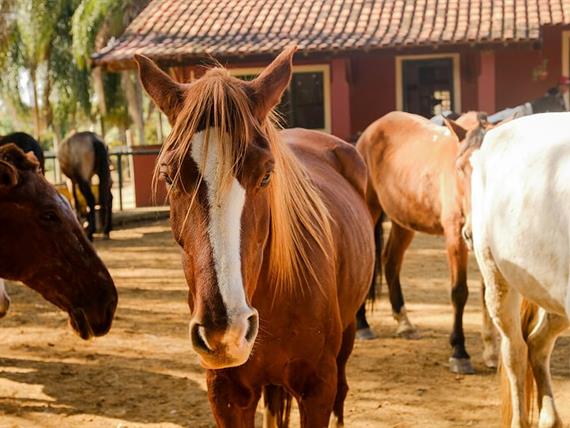 SETE LAGOS CAVALOS GERAL (12).JPG