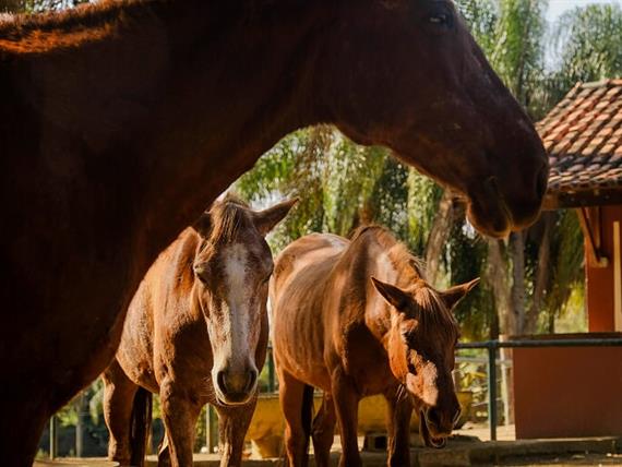 SETE LAGOS CAVALOS GERAL (24).JPG