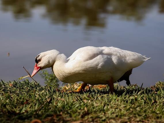 SETE LAGOS CAVALOS GERAL (1599).JPG