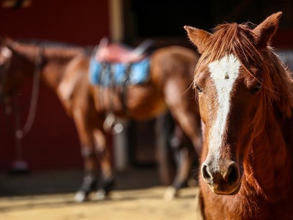 sete lagos cavalos geral (1634).jpg