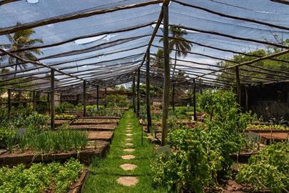 scpa - horta (3).jpg