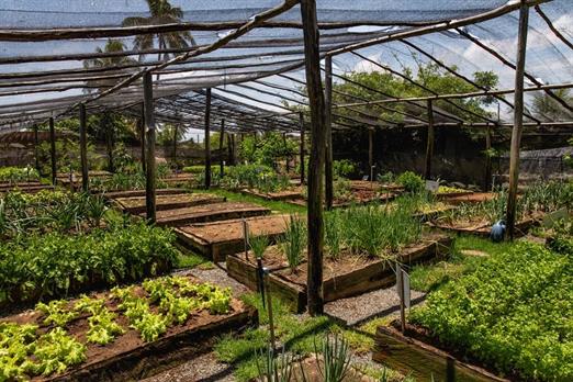 scpa - horta (4).jpg