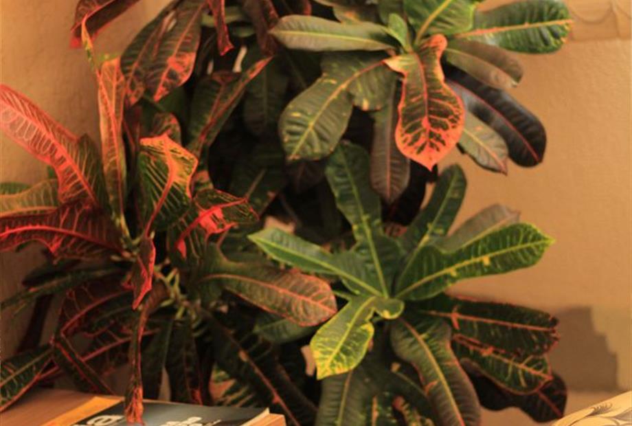 decoração (2).jpeg