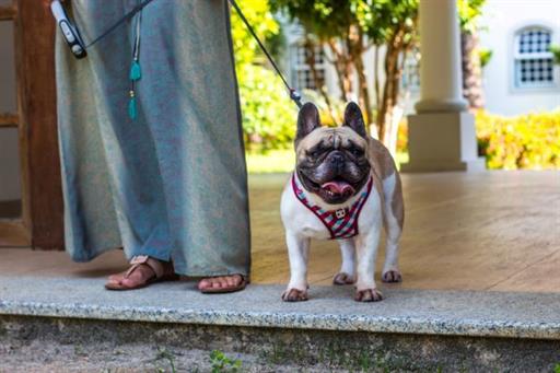 cópia de img_1926.jpg