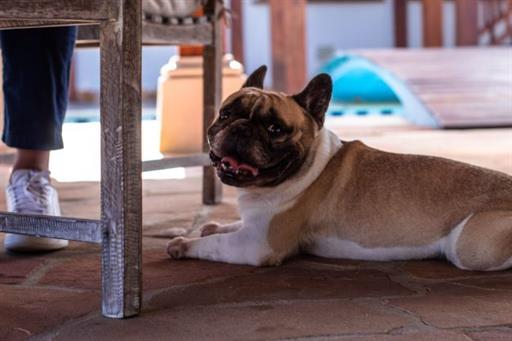 cópia de img_1917.jpg