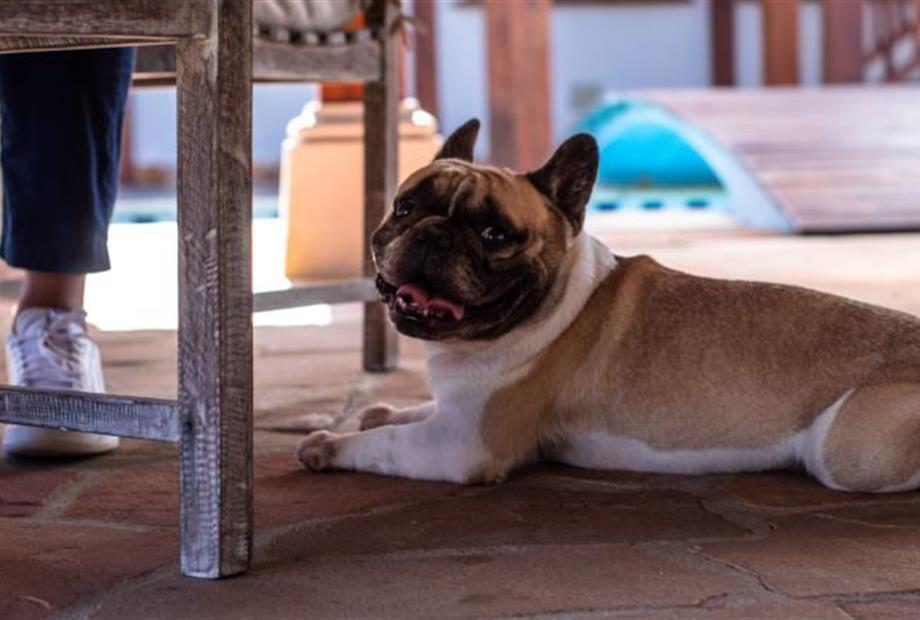 cópia de img_1917.jpg