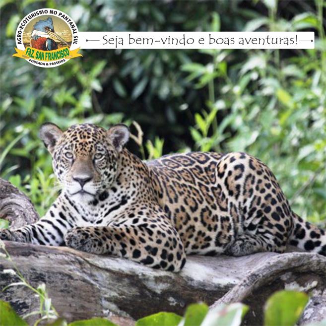 pantanal-pousadae passeio9.jpg