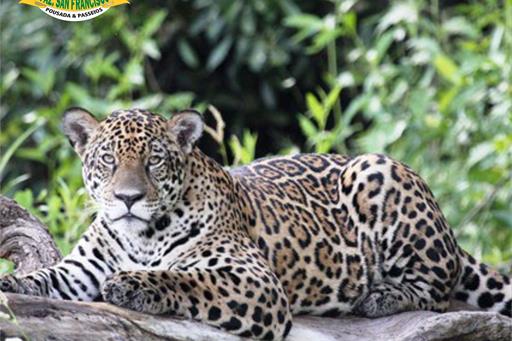 pantanal-pousadae passeio9.jpg