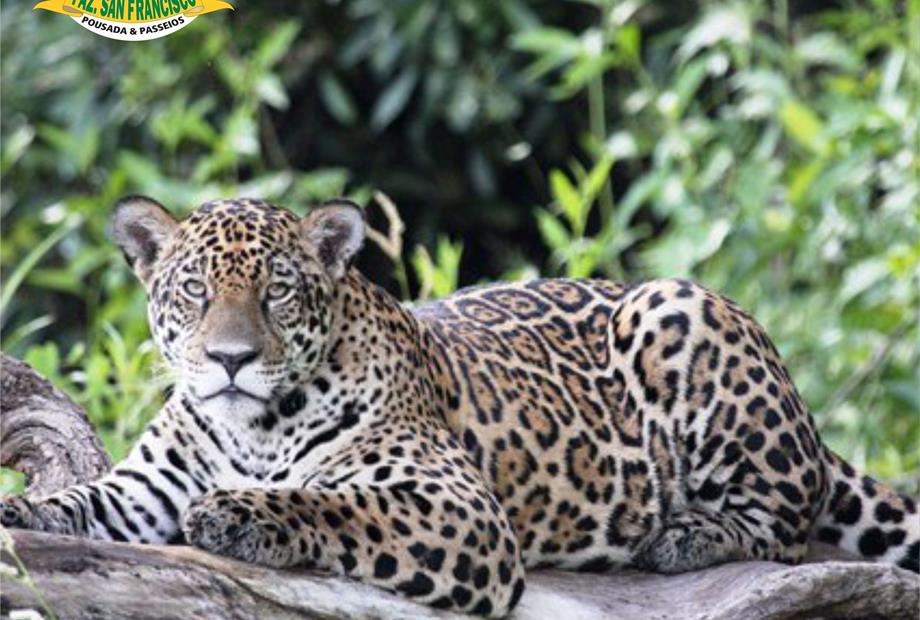 pantanal-pousadae passeio9.jpg