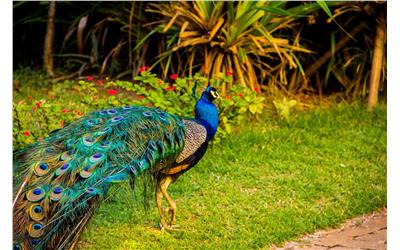 MINI ZOO - PAVÃO.jpg