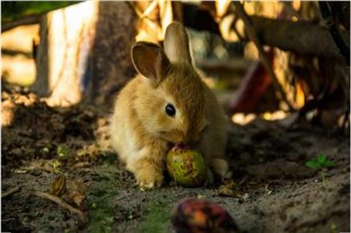 MINI ZOO - COELHO.jpg