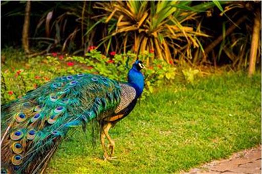 MINI ZOO - PAVÃO.jpg